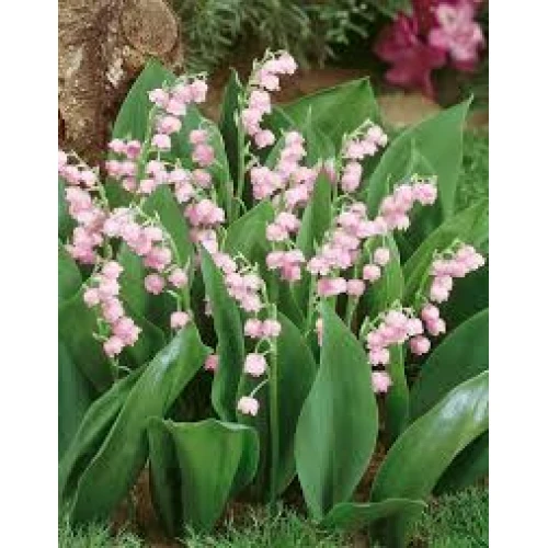 Convallaria rosea 